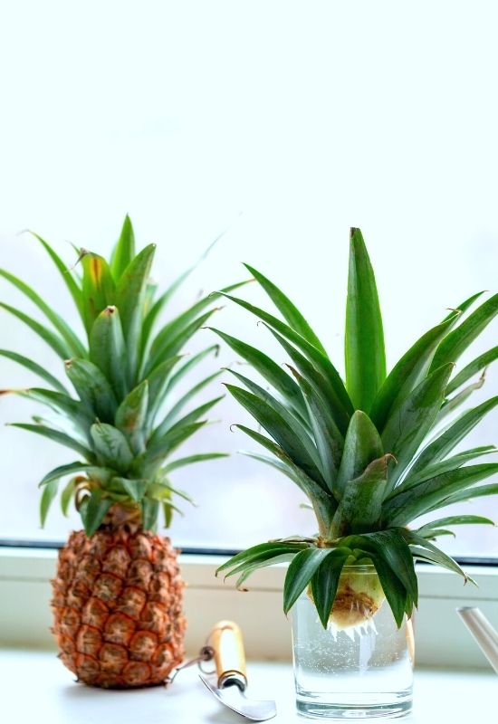 Regrow Pineapple from It's Top