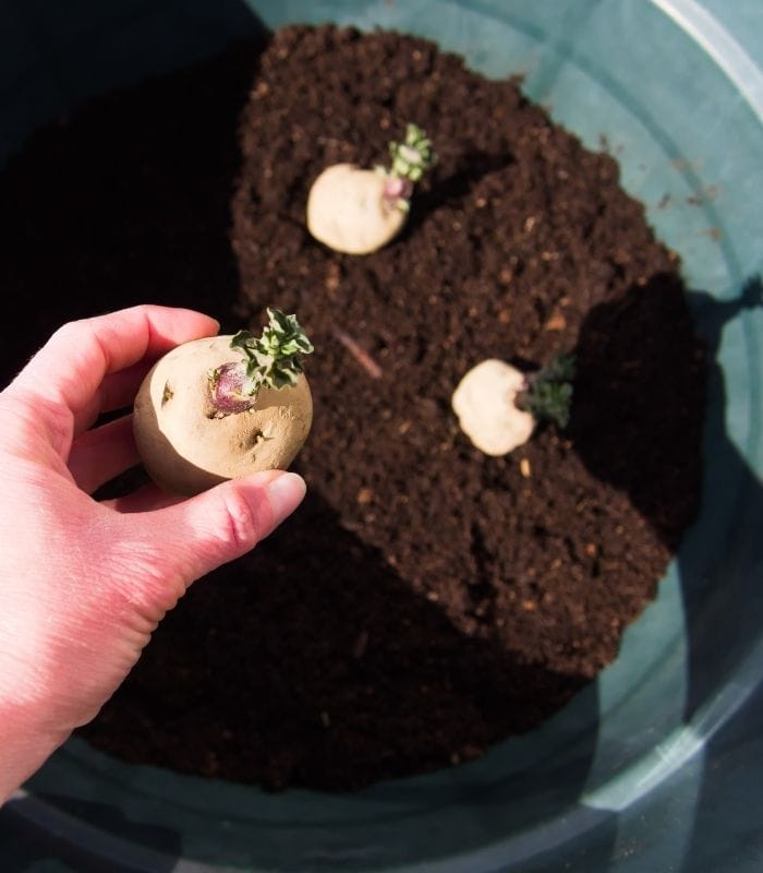 Regrow Potatoes from Old Sprouted Potato Scraps