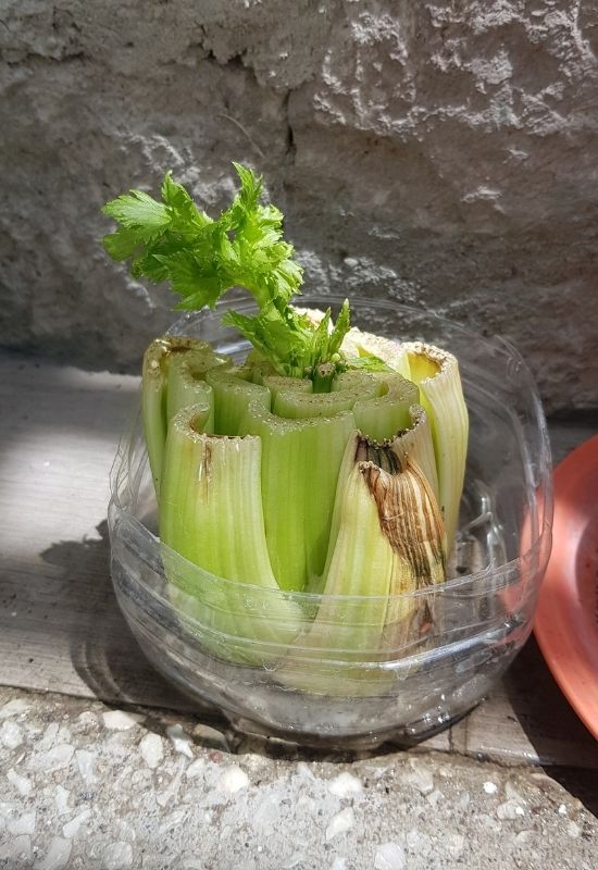 Regrow a heart of Celery In water