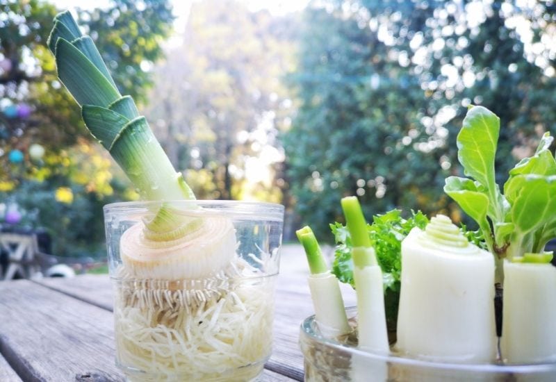 Regrowing green onions scallions, salad and leek from scraps in jars filled with water