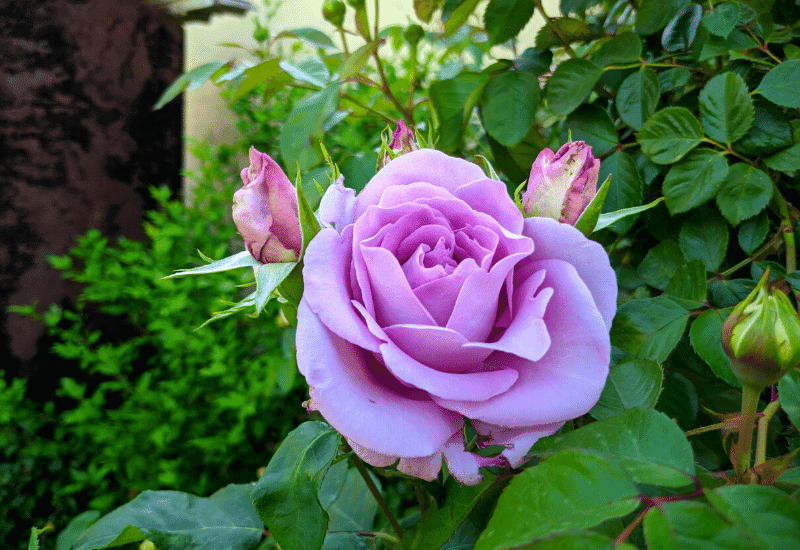 Rosa ‘Blue Moon