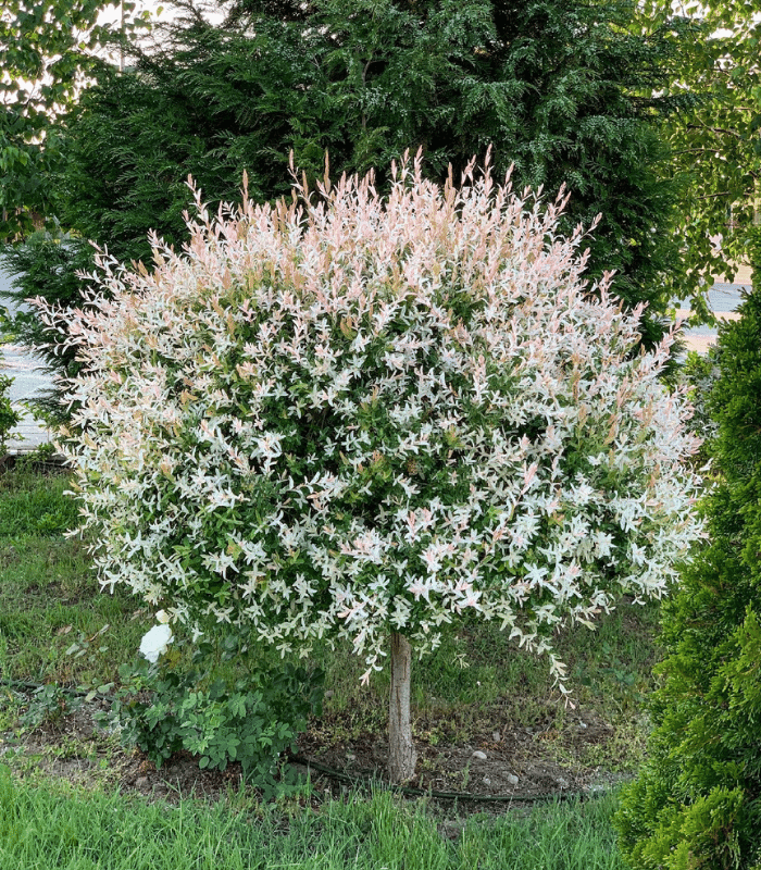 Salix integra ‘Flamingo