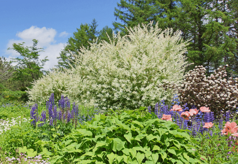Shrubs-For-Sunny-Places