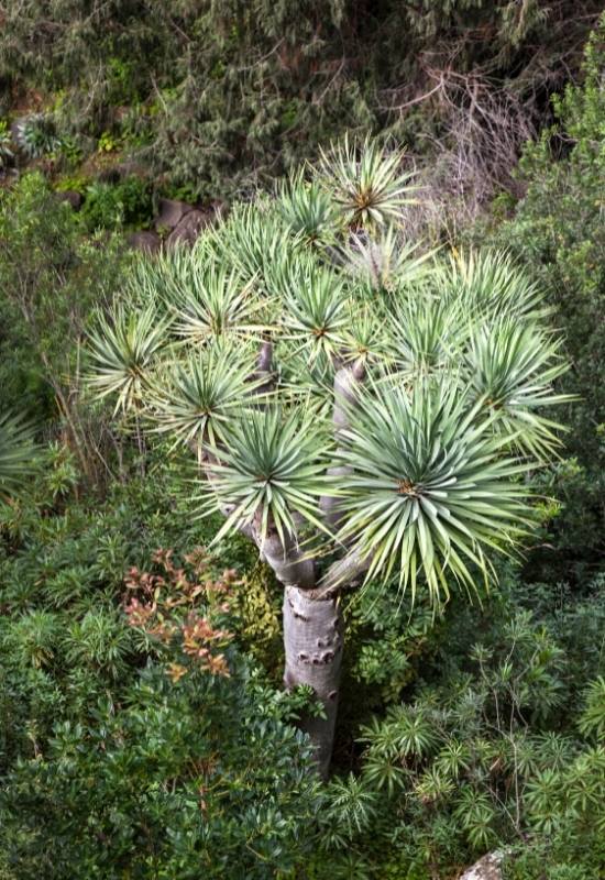 Socotra Dragon Tree (Dracaena cinnabari)