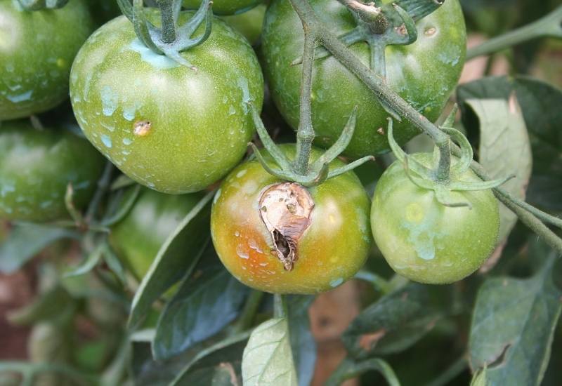 How to Prevent Tomato Fruitworm Damage