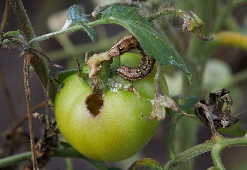 Tomato Fruitworms: How to Identify and Get Rid of these Voracious Garden Pests