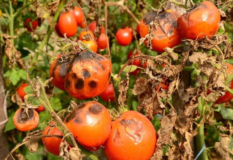 Tomato Fruitworm Damage on Plants