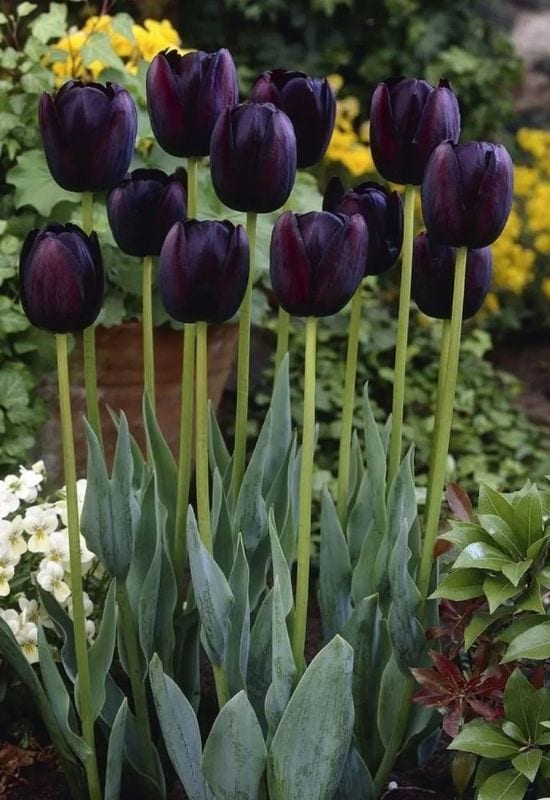 18 Elegant And Mysterious Black Flowers to add (dark) drama To Your Garden 12 Tulipa ‘Queen of the Night