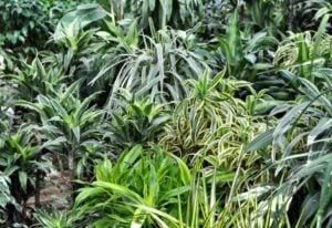 Types of Dracaena Plants (1)