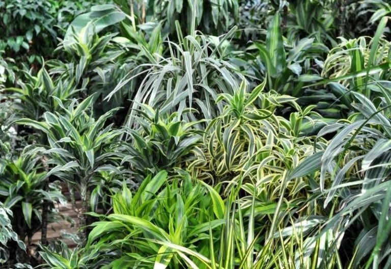 Types of Dracaena: 14 Varieties of Indoors and Outdoors Dracaena Plants
