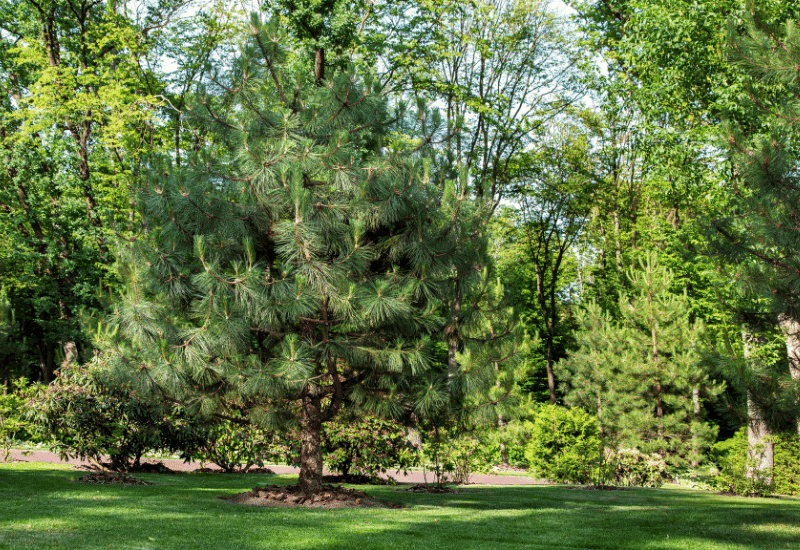 12 Different Types of Pine Trees with Identification Guide