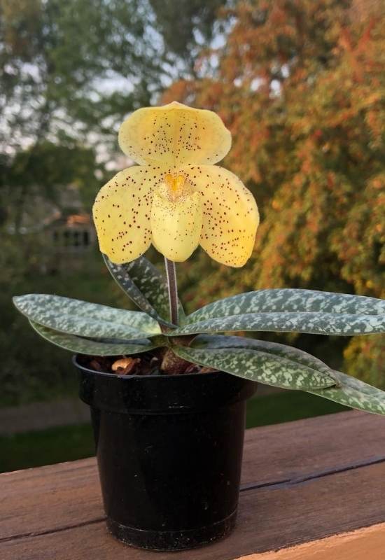 Venus Slipper Orchid (Paphiopedilum concolor)