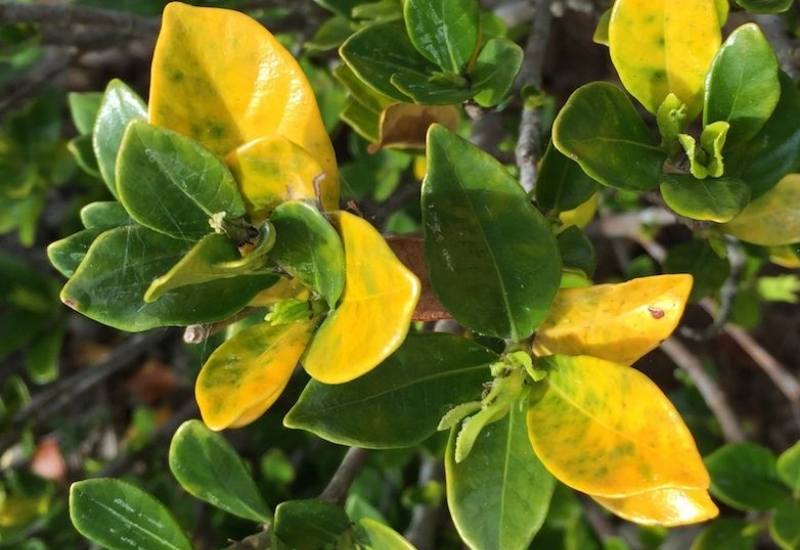 Why Gardenia Leaves Turn Yellow And What You Can Do About It