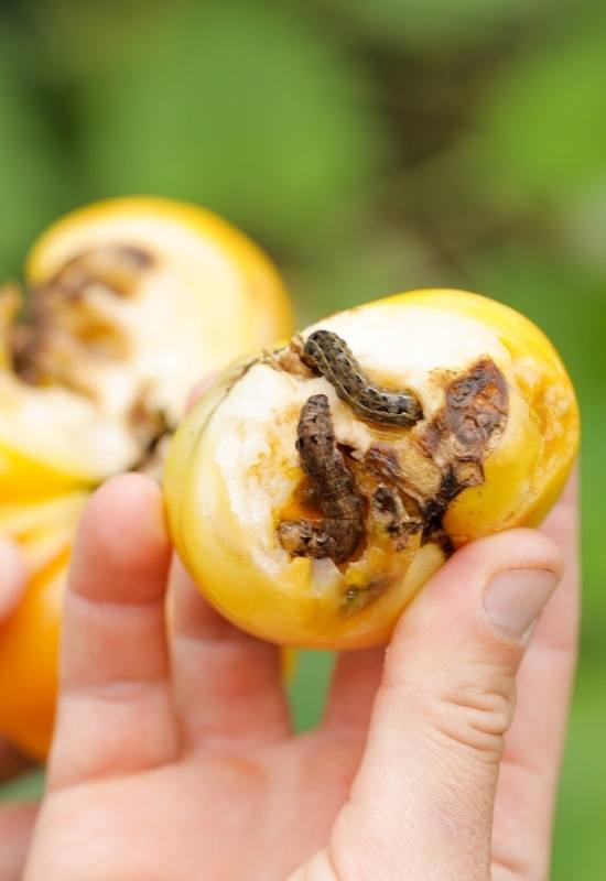 Tomato Fruitworms How To Identify, Control, & Get Rid These Garden Pests