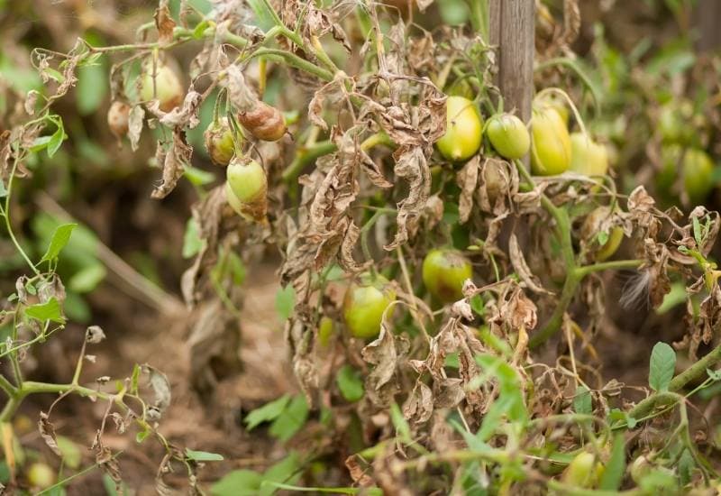 What do Tomato Fruitworms Eat? 