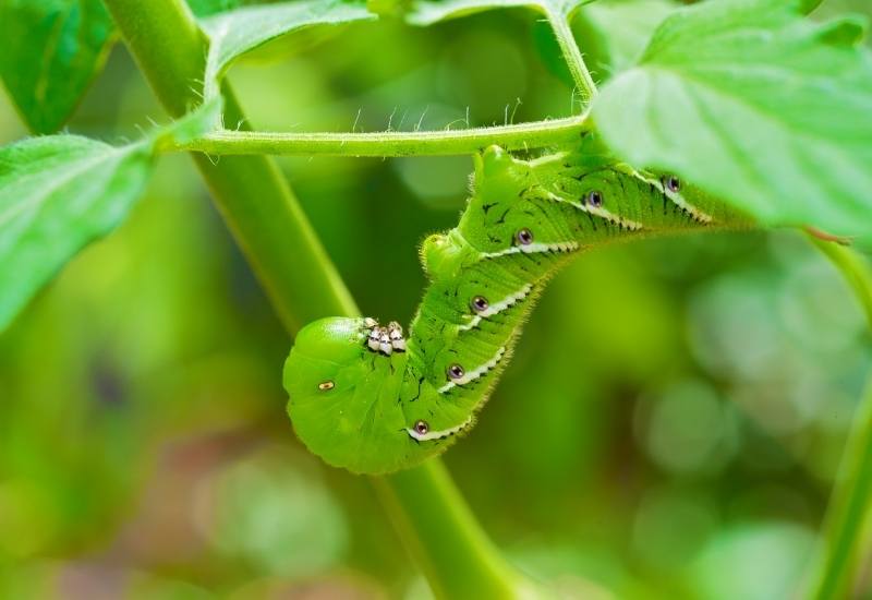 How Do You Get Rid of Tomato Fruitworms?