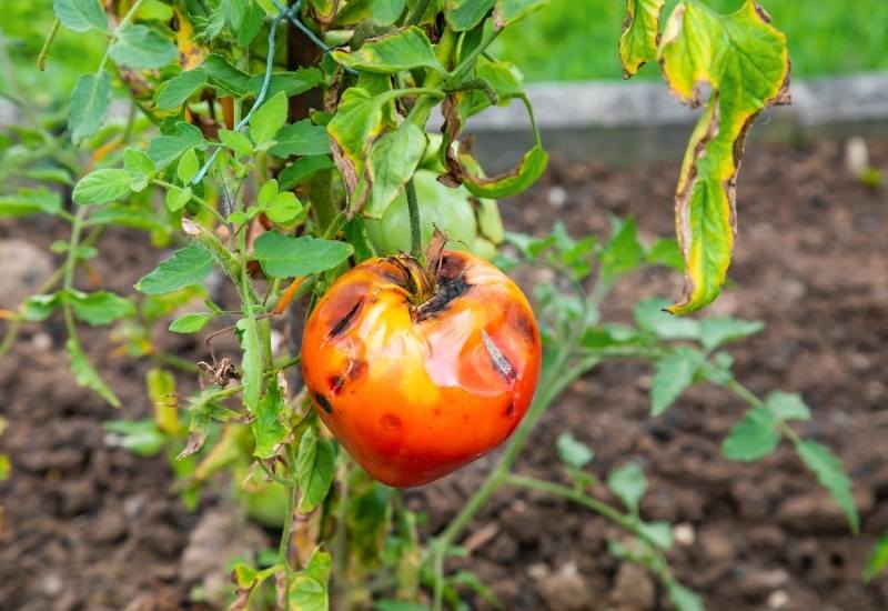 Where do Tomato Fruitworms Come From?