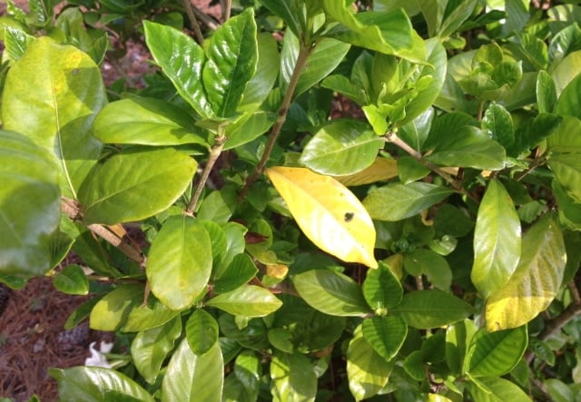 How to Remedy Yellow Gardenia Leaves Due to nutrient Deficiency