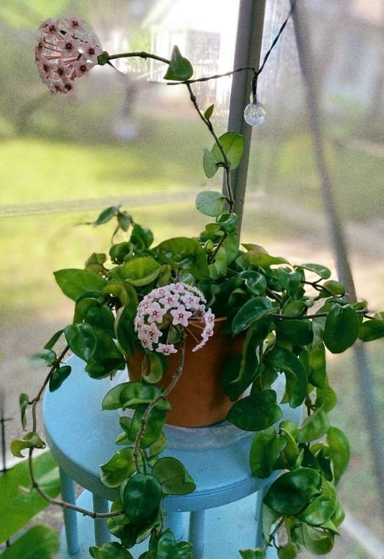 40 Stunning Hoya Plant Varieties That Will Make Your Houseplant Collection Shine 35 โIndian Ropeโ Waxplant (Hoya compacta โIndian Ropeโ)