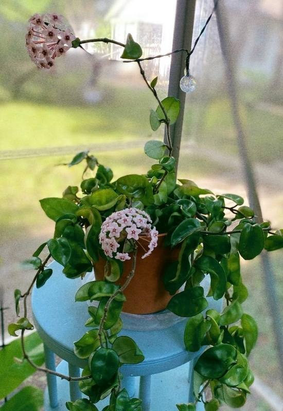 ‘Indian Rope’ Waxplant (Hoya compacta ‘Indian Rope’)