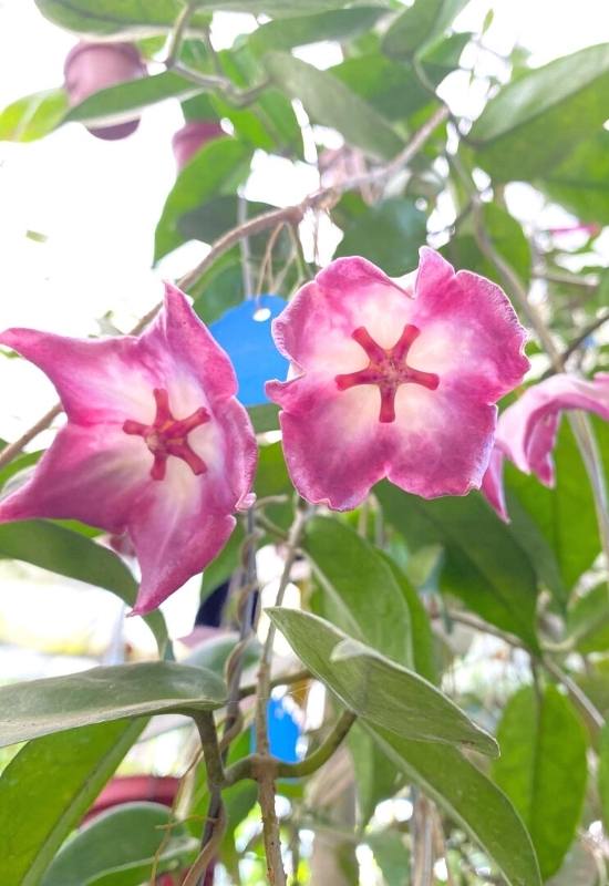 ‘Langkelly Ck.” Waxflower (Hoya macgillivrayi ‘Langkelly Ck.’)
