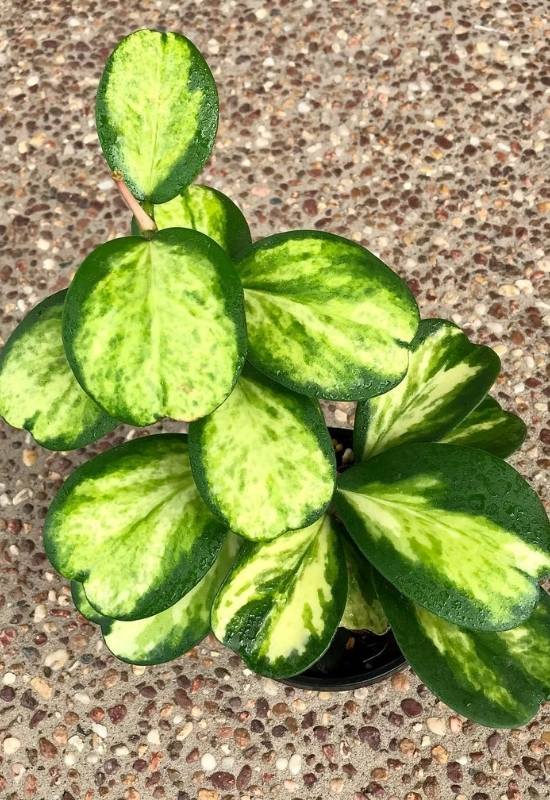 40 Stunning Hoya Plant Varieties That Will Make Your Houseplant Collection Shine 16 โLisaโ Hoya Australis (Hoya australis โLisaโ)
