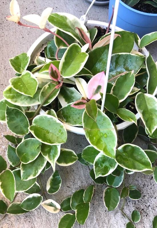 ‘Purple Pride’ Waxplant (Hoya carnosa variegata ‘Purple Pride’)