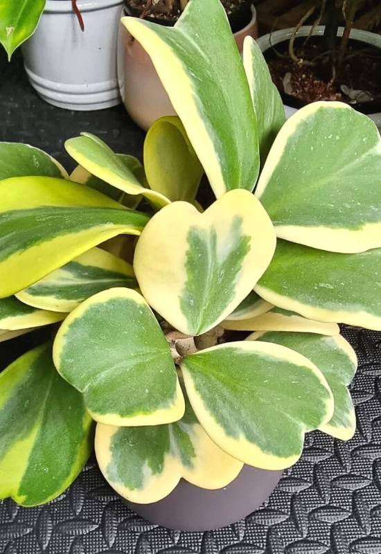 ‘Speckles’ Waxplant (Hoya kerrii variegata ‘Speckles’)