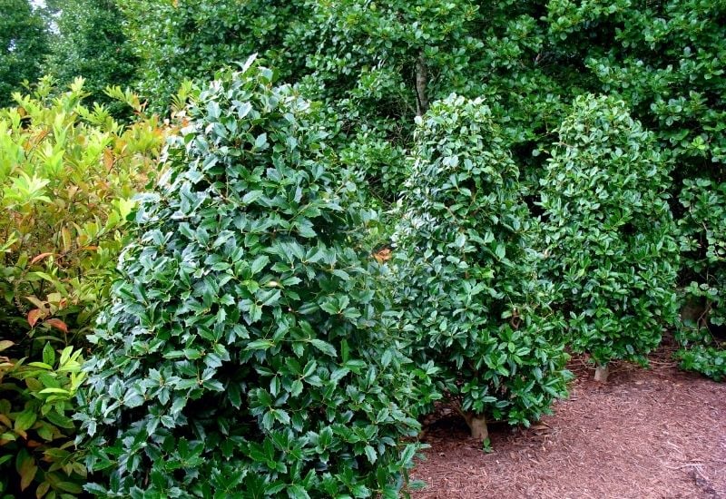 15 Tall and Narrow Screening Shrubs for Year-Round Privacy in Small Garden