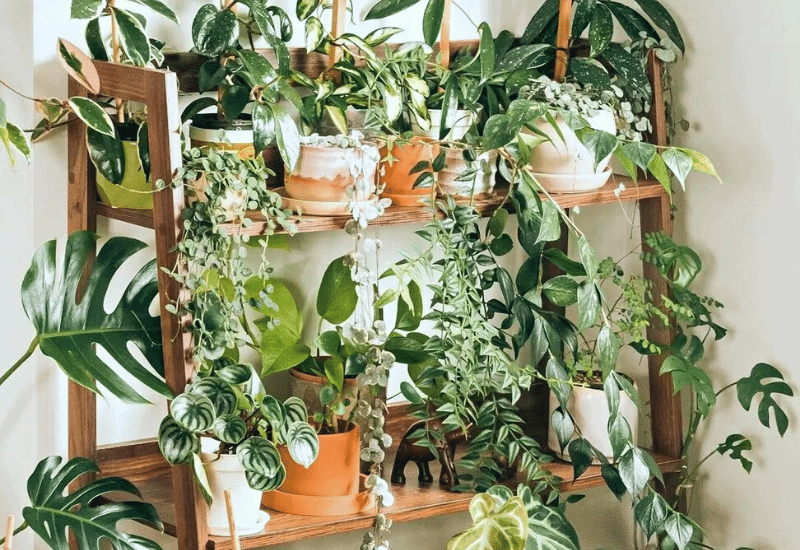 18 Cool And Unique Houseplants That You Must See To Believe!