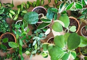 40 Stunning Hoya Plant Varieties and How to Care For Them