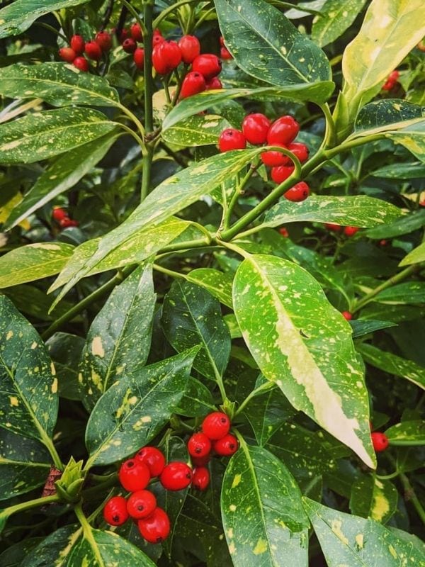 12 Evergreen Shrubs and Trees with Red Fruits and Berries 3 Aucuba japonica