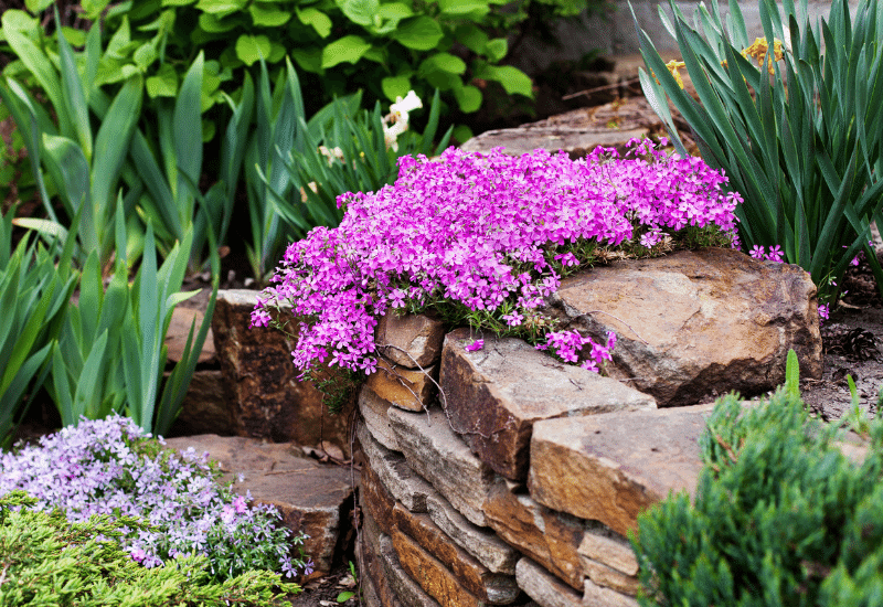 15 Beautiful And Low Maintenance Ground Cover Plants With Purple Flowers