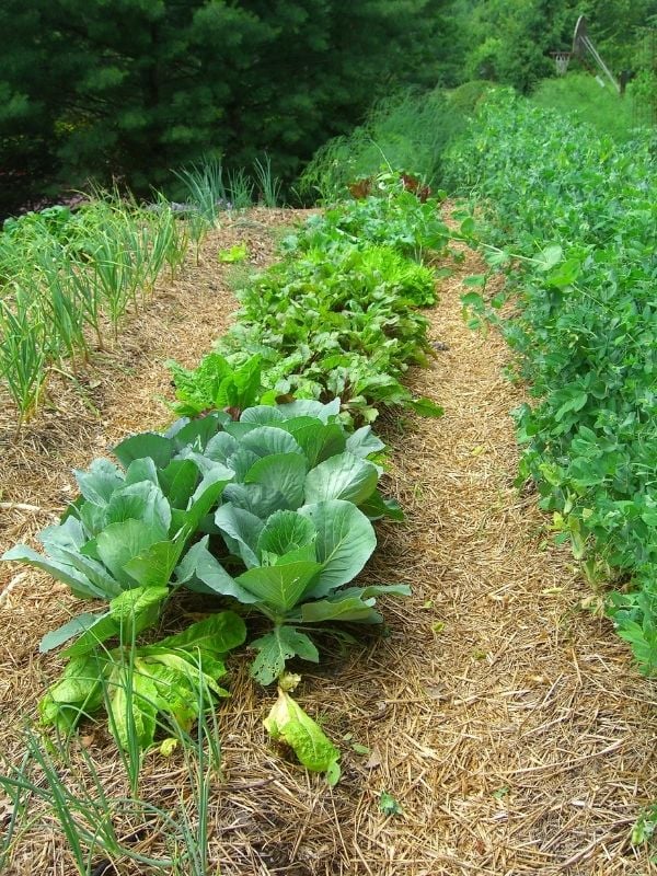 Benefits Of Mulching A Vegetable Garden