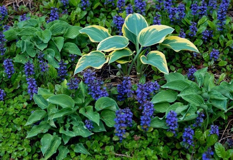 Carpet Bugleweed 