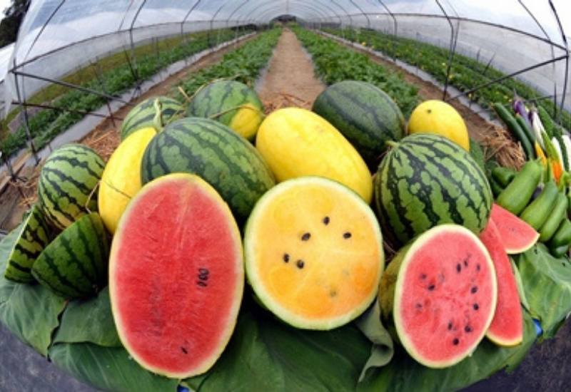 Choose a Compact Watermelon Variety