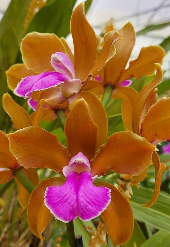 Corsage Orchid (Cattleya bicolor subsp. brasiliensis)