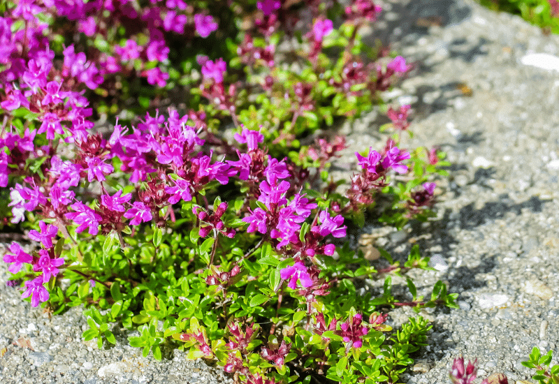 Creeping Thyme purple