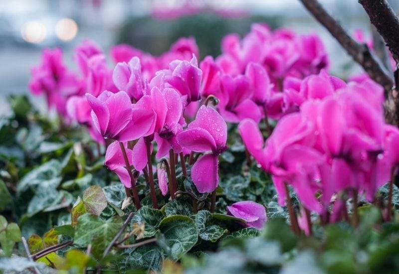 Cyclamen Coum