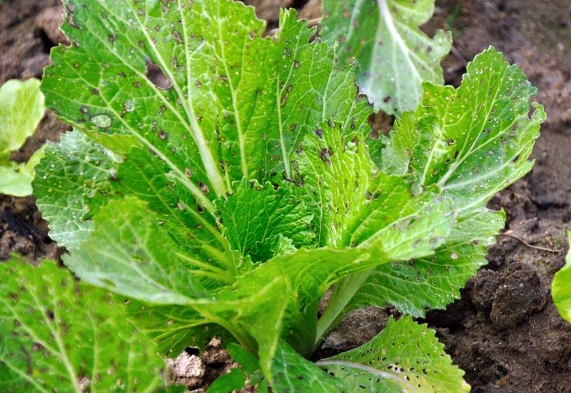 Dealing with Romaine Pests