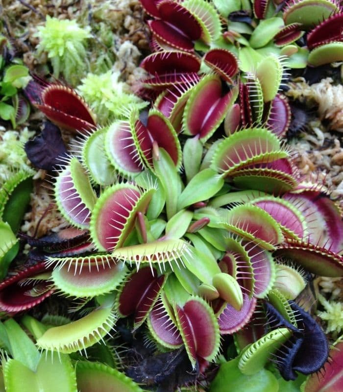 Dionaea muscipula