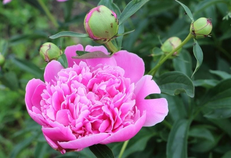 Do Peonies Need Ants to Blossom?