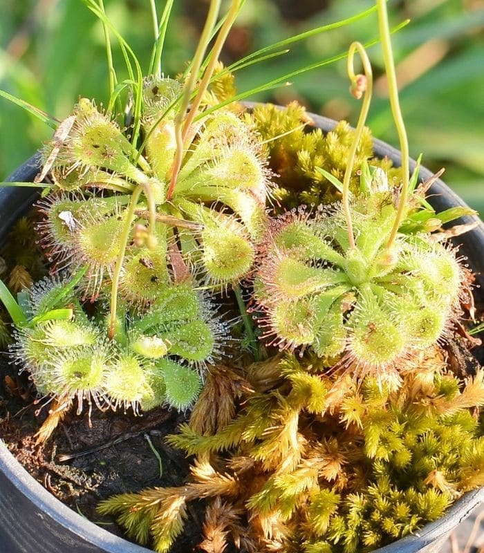 Drosera