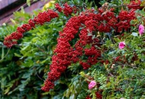 Evergreen Shrubs And Trees With Red Fruits And Berries
