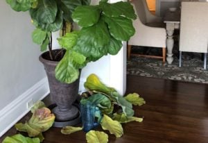 Fiddle Leaf Fig Dropping Leaves? Here's Why (And How to Prevent It)