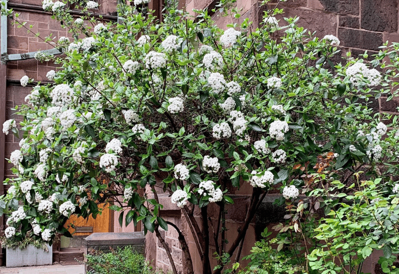 16 Fragrant Shrubs To Embalm Your Garden All Year Round!