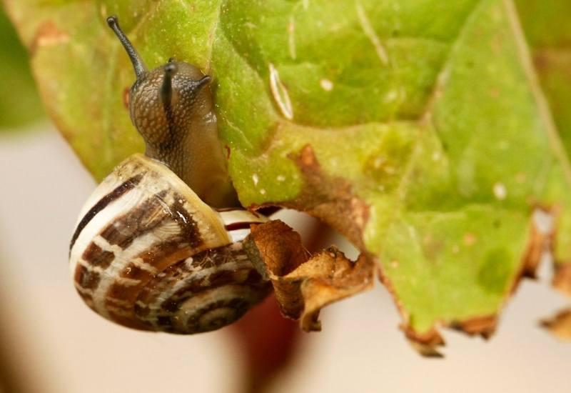 How to Encourage Slug Predators in the Garden
