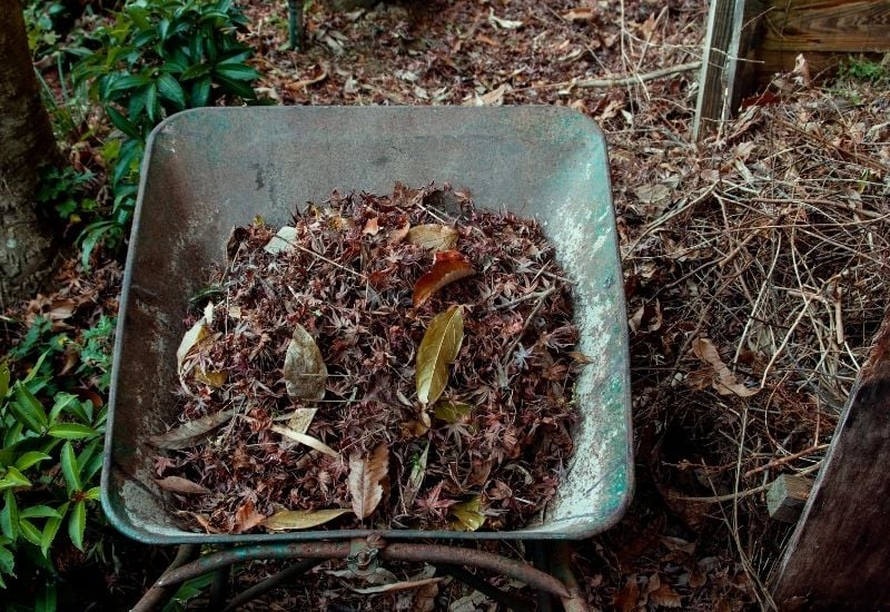Gathered dead leaves in a wheelbarrow