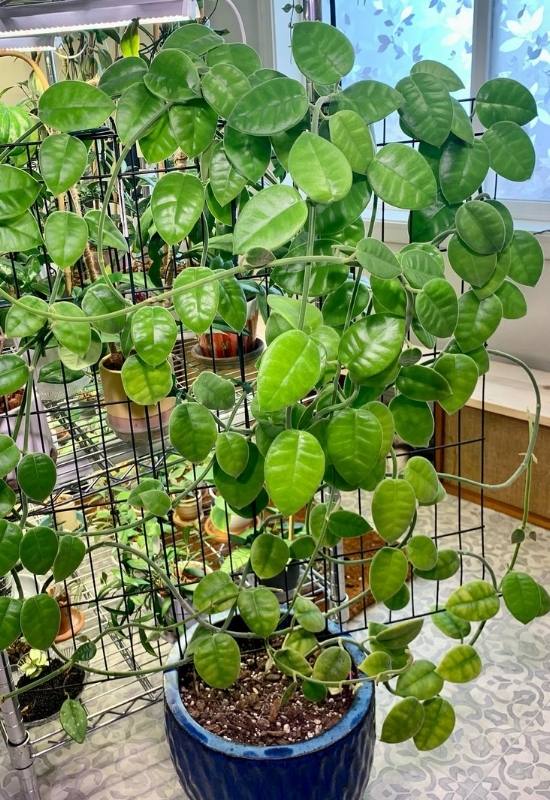 40 Stunning Hoya Plant Varieties That Will Make Your Houseplant Collection Shine 8 Giant Wax Plant (Hoya lauterbachii)