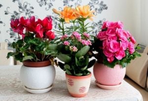 18 Gorgeous Indoor Flowering Plants to Add a Splash of Color to Your Home